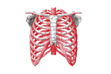 Anatomical illustration of a human rib cage.  Front view