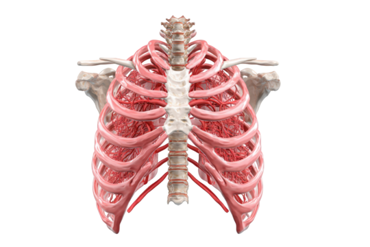 3D anatomical model of the human ribcage - Powered by Adobe