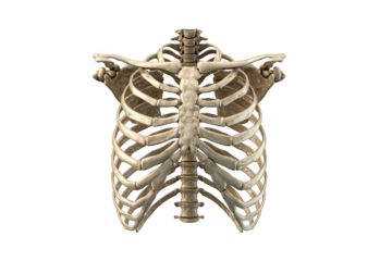 Anatomical illustration of the human rib cage.  3D rendered
