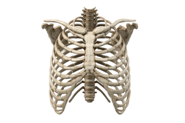 3D model of the human ribcage (1)