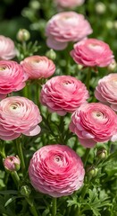 Pink Ranunculus Flowers in Full Bloom - A Captivating Floral Display.