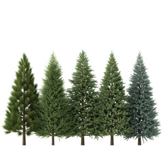 Obraz premium Group of evergreen coniferous trees isolated on white perfect for winter holiday backgrounds and des