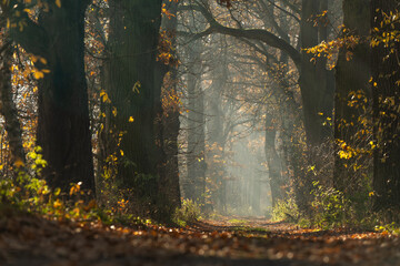 Jesienna droga we mgle, w lesie.  © Elżbieta Kaps