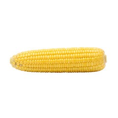 Golden Yellow Corn Cob with Numerous Rows of Kernels on Transparent Background