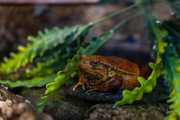Madagascar wine frog Dyscophus guineti. Soft focus. Brown and green amphibian frog in its natural habitat, in a terrarium. Concept for pet shops, exotaria, zoos, and zoology