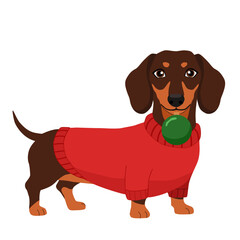 Cute Dachshund Dog in Christmas Sweater with Ball