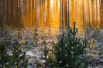 forest young growth at winter sunset © Kaspars