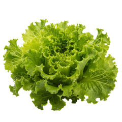 Vibrant Green Leaf Lettuce With Ruffled Edges Isolated On White Studio Background Fresh Healthy Food Ingredient