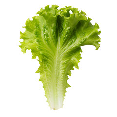 Vibrant Green Lettuce Leaf with Jagged Edges and Visible Veins on a Transparent Background