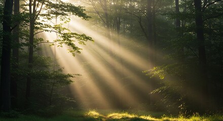 Sunbeams piercing through the dense forest canopy, illuminating the misty woods.