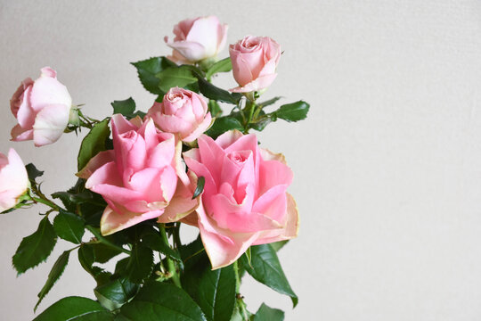 野ばら」の写真素材 | 42,416件の無料イラスト画像 | Adobe Stock