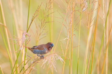 Scaly breasted munia
