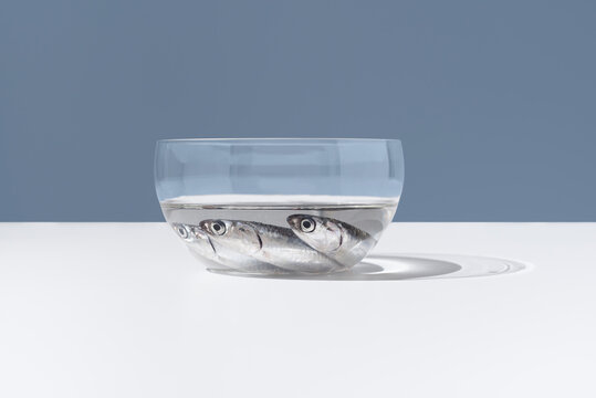 Anchoas crudas dentro de una pecera con agua sobre fondo azul