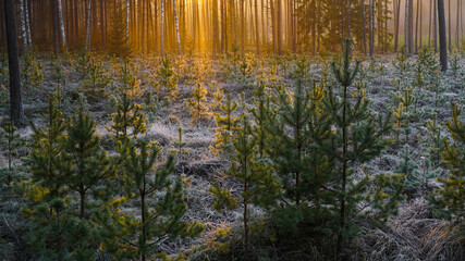 young pine stand after reforestation © Kaspars