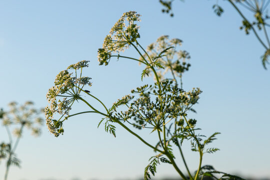 Exploring Conium maculatum in a sunny field showcasing white umbel flower clusters with a clear blue sky in the background