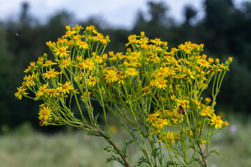 Ragwort blooms in summer sunlight showcasing clusters of vibrant yellow flowers in a natural setting