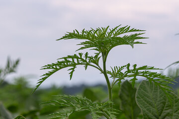 Common Ragweed thrives in open fields showcasing its distinct fern-like leaves under a cloudy sky during the warm summer months