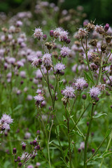 Cirsium arvense blooms attract pollinators in a lush field enriched by diverse flora during late spring