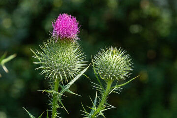 Colorful Cirsium vulgare blooms amidst lush greenery in a sunlit meadow during late spring afternoons