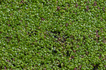 Floating green carpets of Lemna minor thrive in still waters creating a lush habitat for aquatic life under sunlight