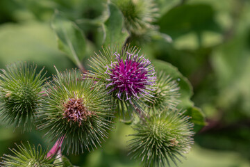 Exploration of Arctium lappa greater burdock with vibrant purple flowers and distinctive seed heads in a natural outdoor setting