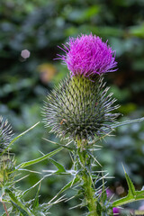 Vibrant Spear Thistle showcases striking purple flower against lush green background in a natural habitat during late summer bloom