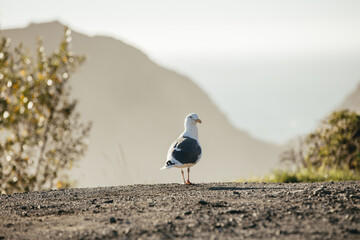 Seagull sitting on a cliff in California