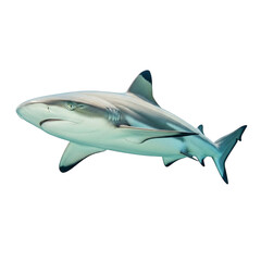 Fototapeta premium A blacktip reef shark swimming in clear blue water, isolated on transparent background