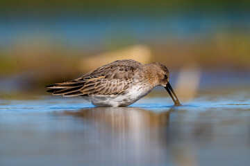 Dunlin Hanging Around The Shore