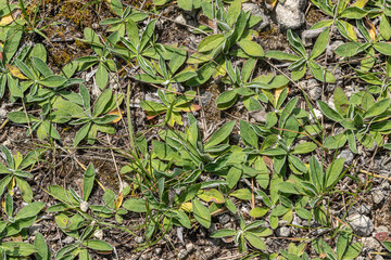 Mouse-ear hawkweed thrives in sunny meadow under clear sky showcasing vibrant green leaves with unique lobed shape