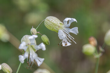 Bladder Campion blossoms showcase delicate white flowers in a lush green field during the summer bloom