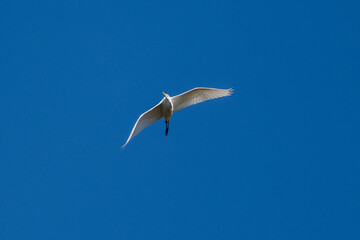 White Heron Flying