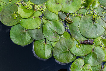 Floating Frogbit covering a calm water surface in a tranquil aquatic environment during a sunny...