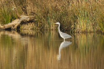 Grey heron reflected in smooth water, trees and green reeds reflected, grey heron standing in a shallow pond, sun shining, fallen tree in the water in the background, Ardea cinerea
