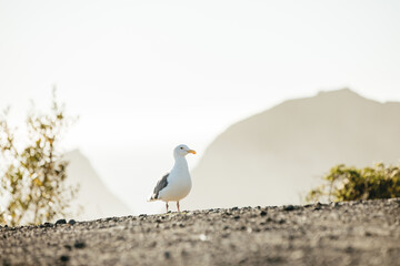 Seagull sitting on a cliff in California