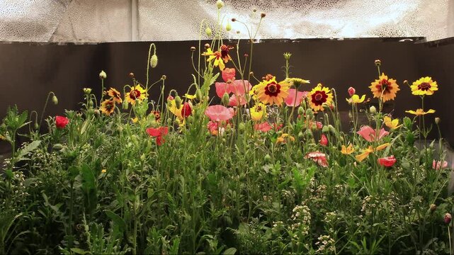 Super time lapse of blooming variety of wild flowers while growing in light tend under controlled grow light