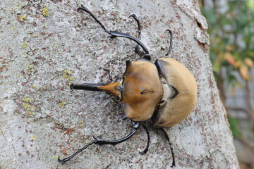 The Elephant Beetle Megasoma Elephas
