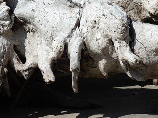 Abstraction from trees on a beach