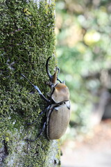 The elephant beetle (Megasoma elephas) is a member of the family Scarabaeidae and the subfamily Dynastinae. Elephant beetles are Neotropical rhinoceros beetles.