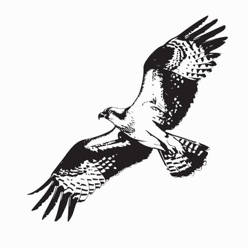 Osprey Flying with Wings Spread in Vector Illustration Design