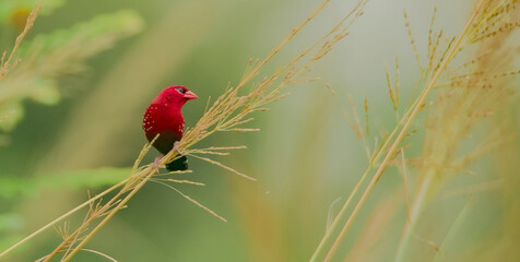 RED MUNIA