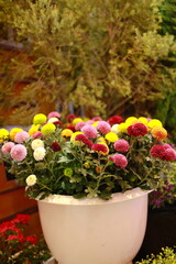 Multi-colored Ping Pong Chrysanthemums are planted in white pots inside the exhibition room. Pompons Chrysanthemums are with round, pom-pom shaped flowers. Ping Pong Mum tree covered in soft hairs
