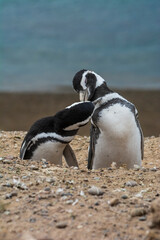 Fototapeta premium Magellanic penguin, Caleta Valdes, peninsula Valdes, Chubut Province, Patagonia Argentina
