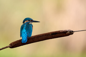 Common kingfisher perched on a reed mace