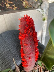 red and yellow flower