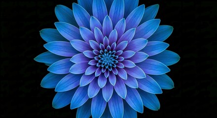 Beautiful Vivid Blue Flower Isolated on a Dark Black Background