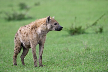 Spotted hyena standing in the Masai Mara grassland
