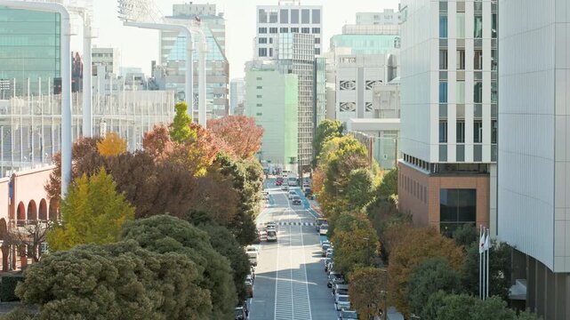 Autumn in Tokyo : Trees Lining the Street Facing the City's Skyscrapers and Stadiums Turn Red and Yellow  |  Gaiemmae, Tokyo, Japan