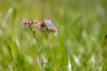Blue Butterfly Sitting On Flower