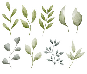 Watercolor botanical leaves collection